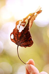 Cropped hand of woman holding rotting leaf outdoors