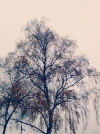 Low angle view of bare tree against clear sky