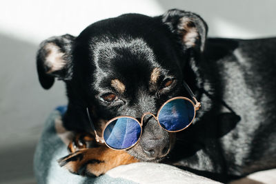 Close-up portrait of a dog