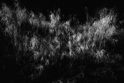 Full frame shot of trees on field
