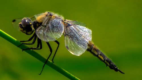 Close-up of dragonfly on twig