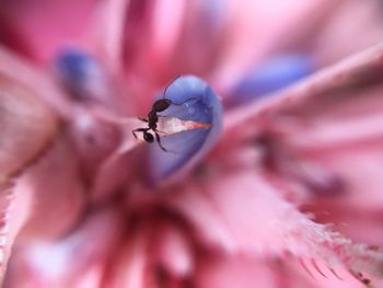 Little ant in a purple flower.