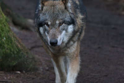 Portrait of wolf on field