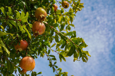 Low angle view of fruits growing on tree