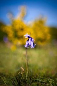 Close-up of purple crocus flowers on field