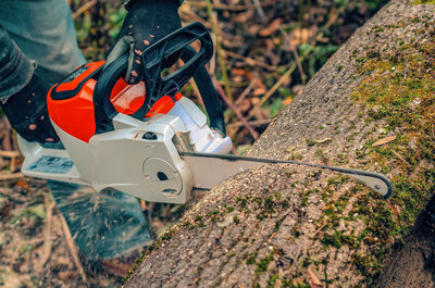 Chainsaw close-up of lumberjack sawing a large rough tree lying on ground, sawdust flying 