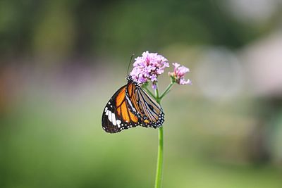 Close-up of butterfly pollinating flower