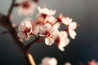 Close-up of cherry blossom