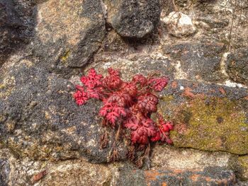 Close up of red flowers