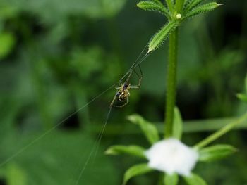 Close-up of spider on web