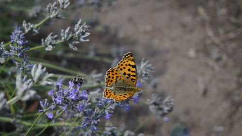 Close-up of butterfly pollinating on purple flower