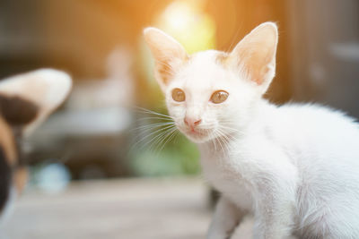 Close-up portrait of a cat