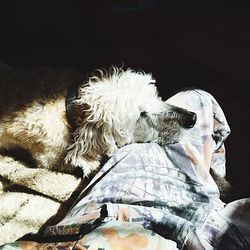 Close-up of dog sitting on floor