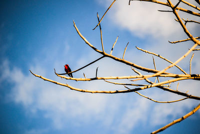 Bird perched on branch of bare tree against sky