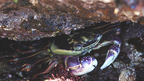 Close-up of crab in water