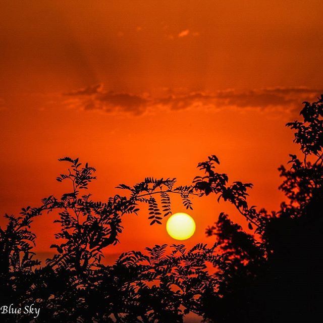 sunset, orange color, sky, low angle view, sun, beauty in nature, growth, nature, silhouette, tree, scenics, tranquility, branch, plant, outdoors, no people, tranquil scene, idyllic, cloud - sky, dusk