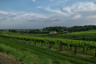 Scenic view of agricultural field against sky