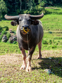 Buffalo standing on field