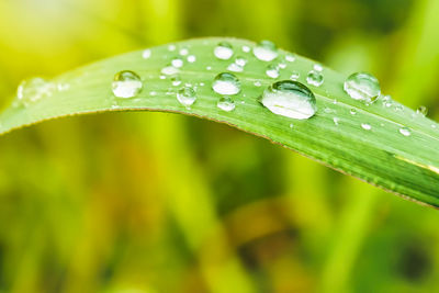 Close-up of raindrops on green leaves