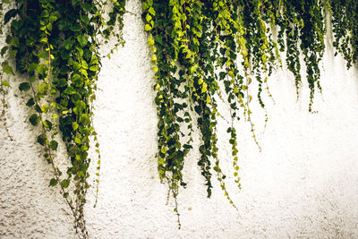 Close-up of ivy growing on wall