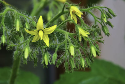 Close-up of yellow flowering plant