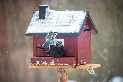 Close-up of snow