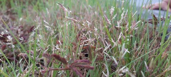 Close-up of flowering plants on field