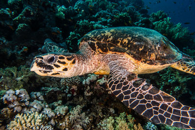 Hawksbill sea turtle in the red sea, dahab, blue lagoon sinai - a.e