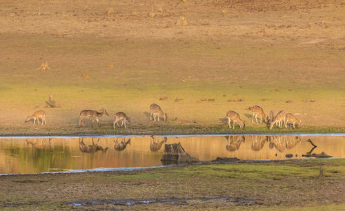 Birds on grass by water