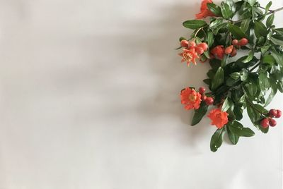Close-up of red flowering plant