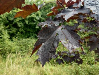 Close-up of autumn leaf on plant