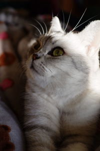 Close-up of cat looking away