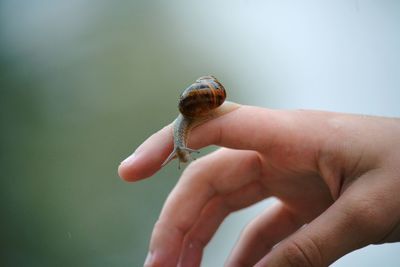 Close-up of a hand holding snail