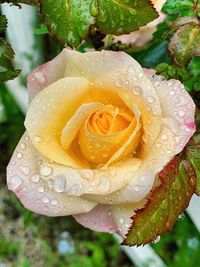 Close-up of wet rose flower