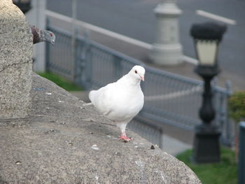 Seagull perching on a wall