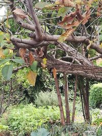 View of trees in forest