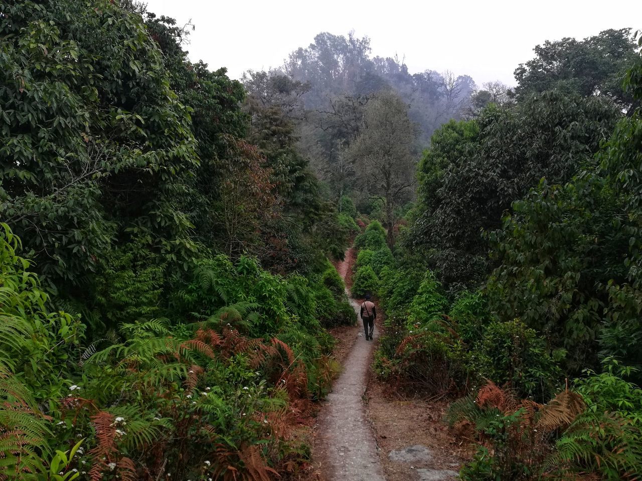 SCENIC VIEW OF FOREST