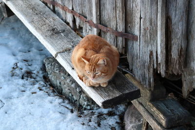 High angle view of cat in snow