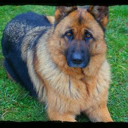 Close-up of dog on grassy field