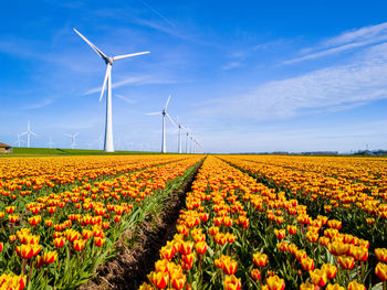 Scenic view of sunflower field against sky