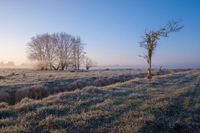 Bare tree on field against clear sky