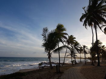 Palm trees on beach