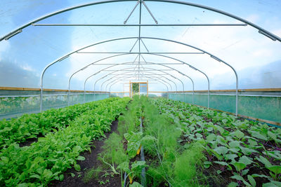 Organic vegetables growing inside polytunnel