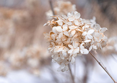 Close-up of white flowering plant