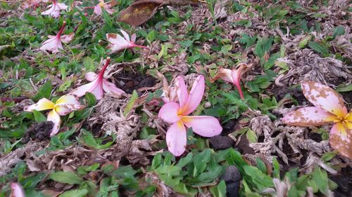 High angle view of crocus blooming on field