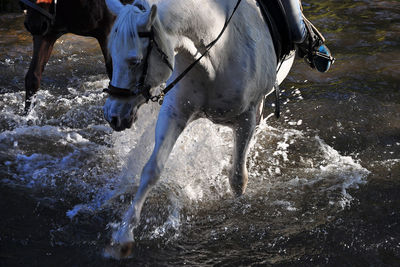 View of horse in the water