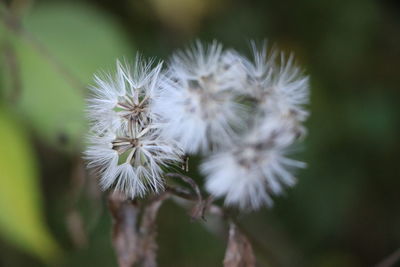 Close-up of white dandelion flower