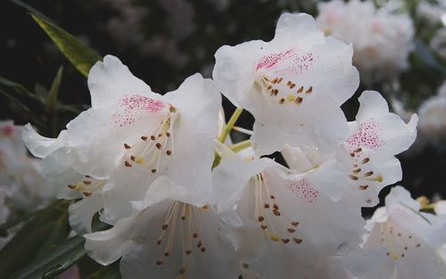 Close-up of white flowers blooming outdoors
