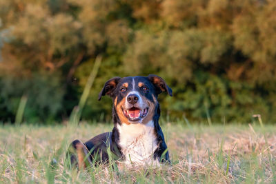 Portrait of dog sitting on field