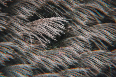 Full frame shot of leaf